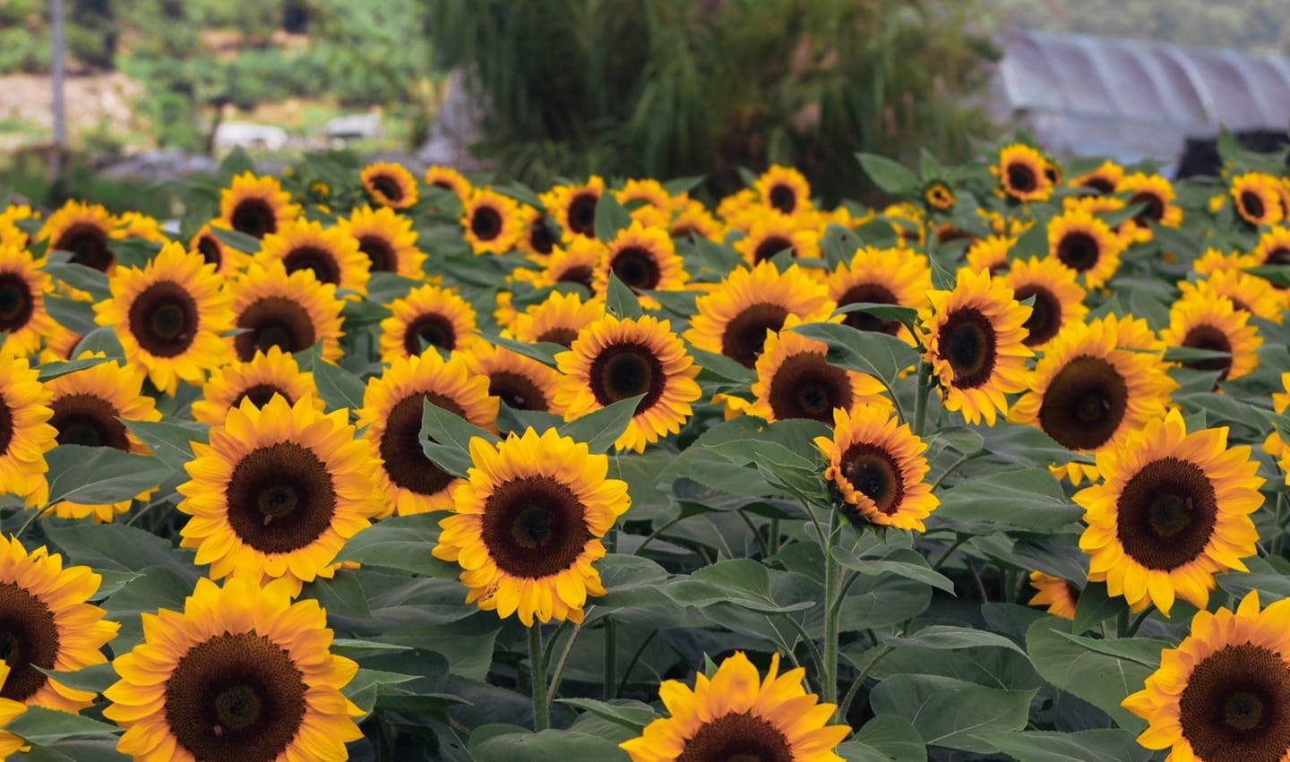 Bahong Sunflower Farm